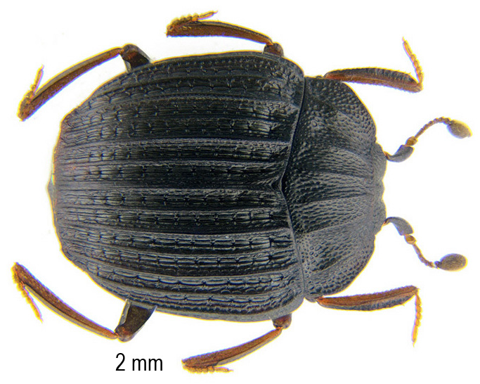 Onthophilus striatus (Forster, 1771)